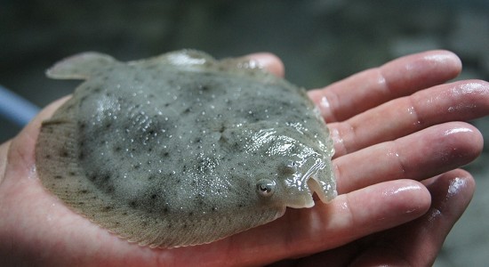 rodaballo-mano_hd.jpg_786253125.jpg